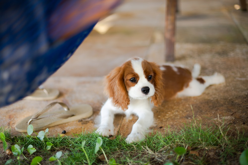 brown and white long haired small dog on brown dirt