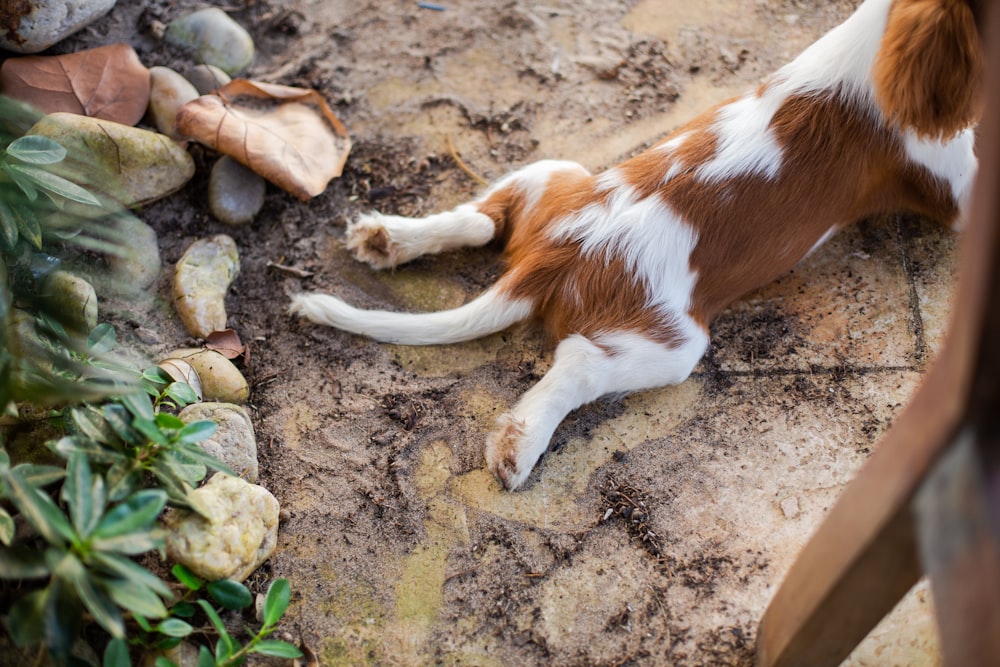 white and brown short coated dog on brown sand