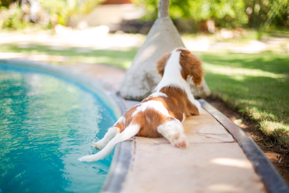 昼間のプールでの白と茶色のショートコート犬