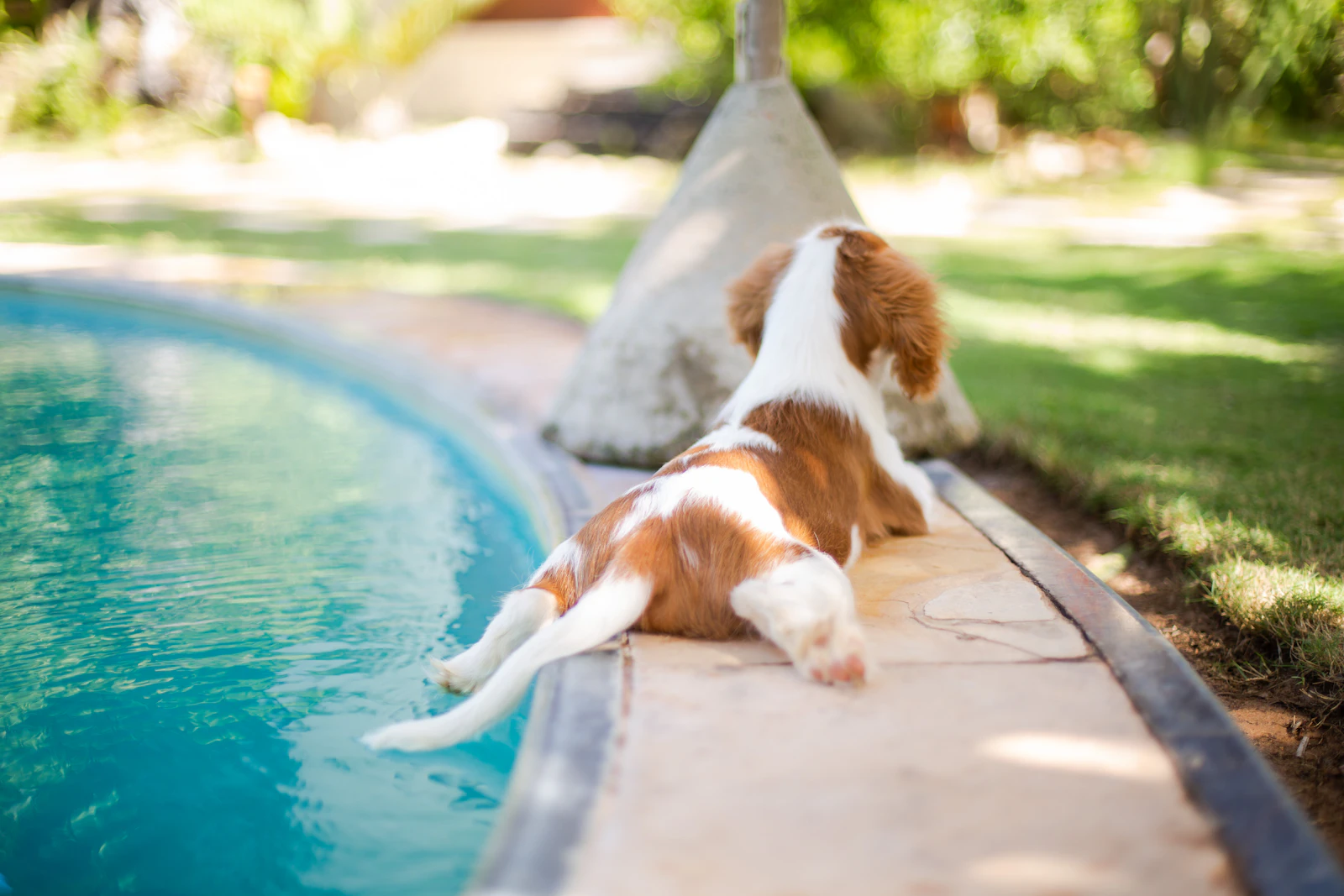 Pet-Friendly Villas — Stay Together