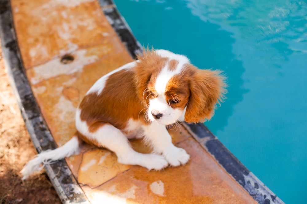 white and brown long coat small dog on blue concrete floor