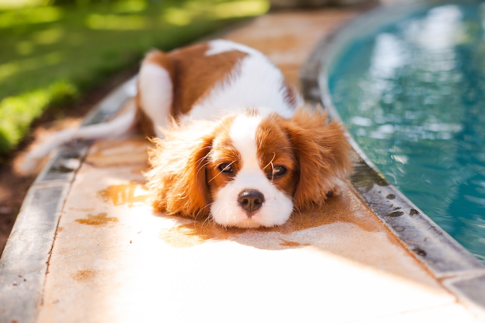 chien brun et blanc à poil long couché sur le sol