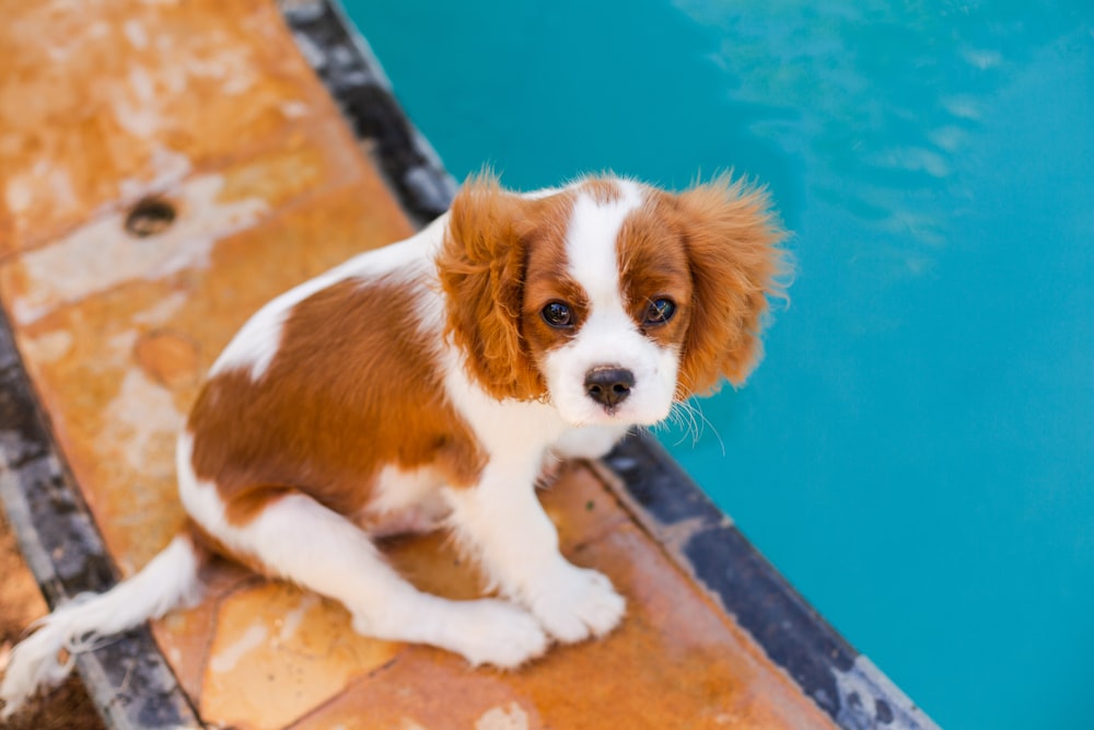 branco e marrom pelagem longa cão pequeno