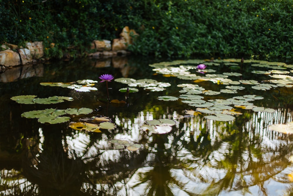 a pond filled with water lilies surrounded by greenery