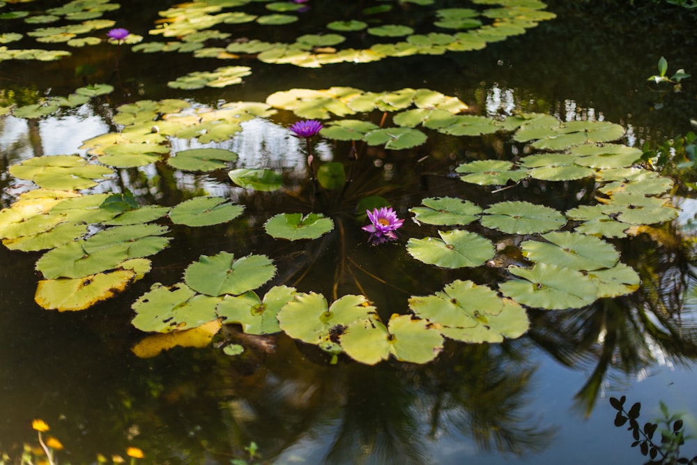 a pond filled with lots of water lilies