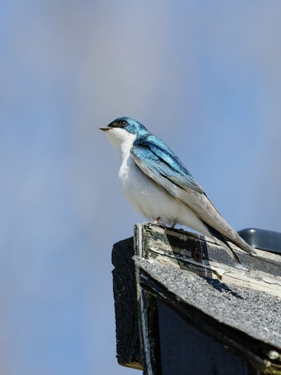 white and blue bird on black wooden post