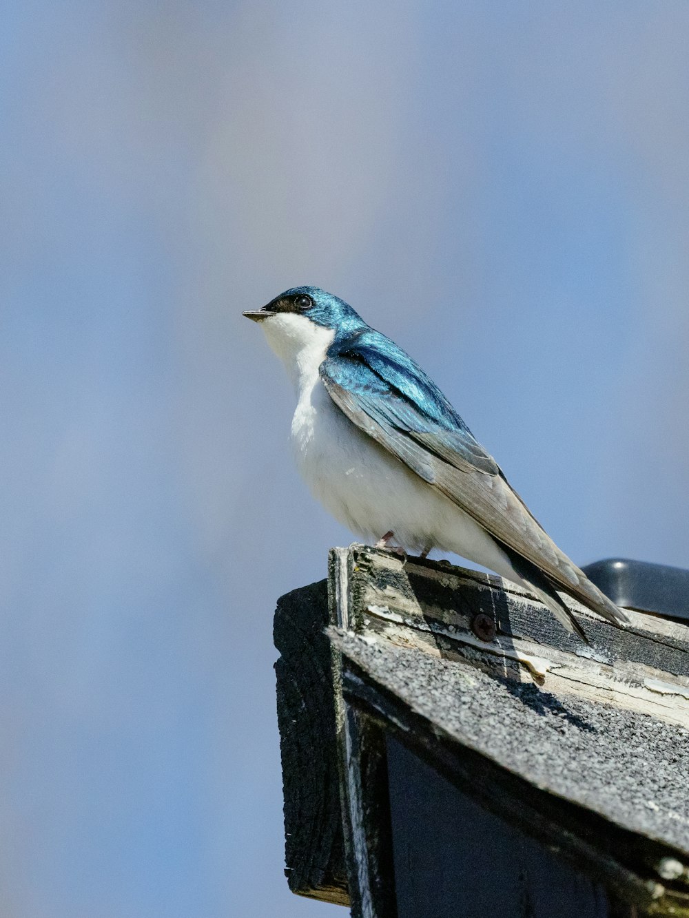 weißer und blauer Vogel auf schwarzem Holzpfosten