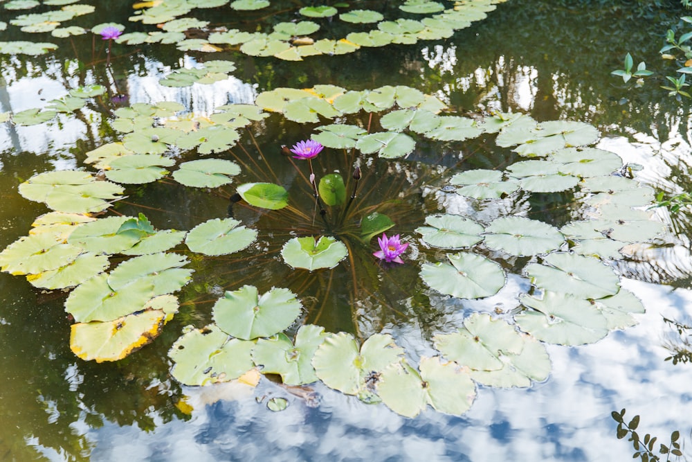 a pond filled with lots of water lilies