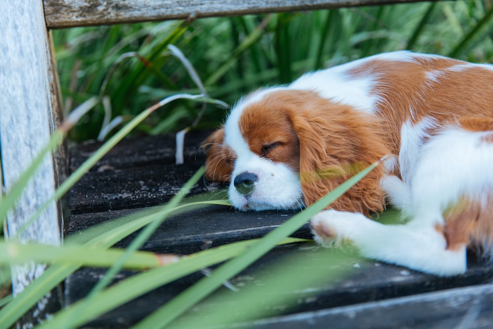 braunes und weißes langes Fell kleiner Hund auf dem Boden liegend