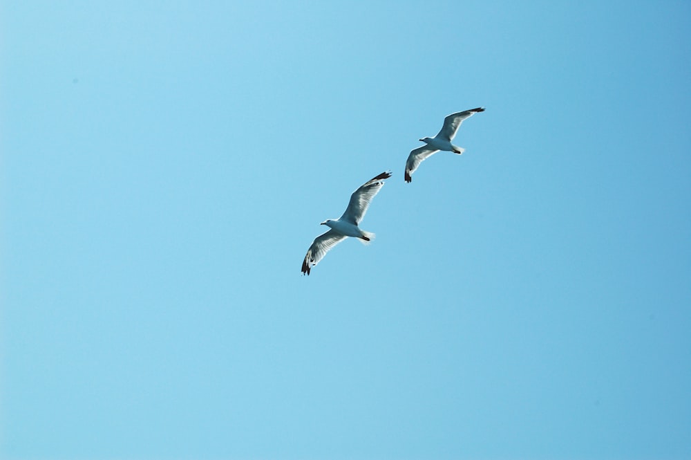 white and black bird flying during daytime