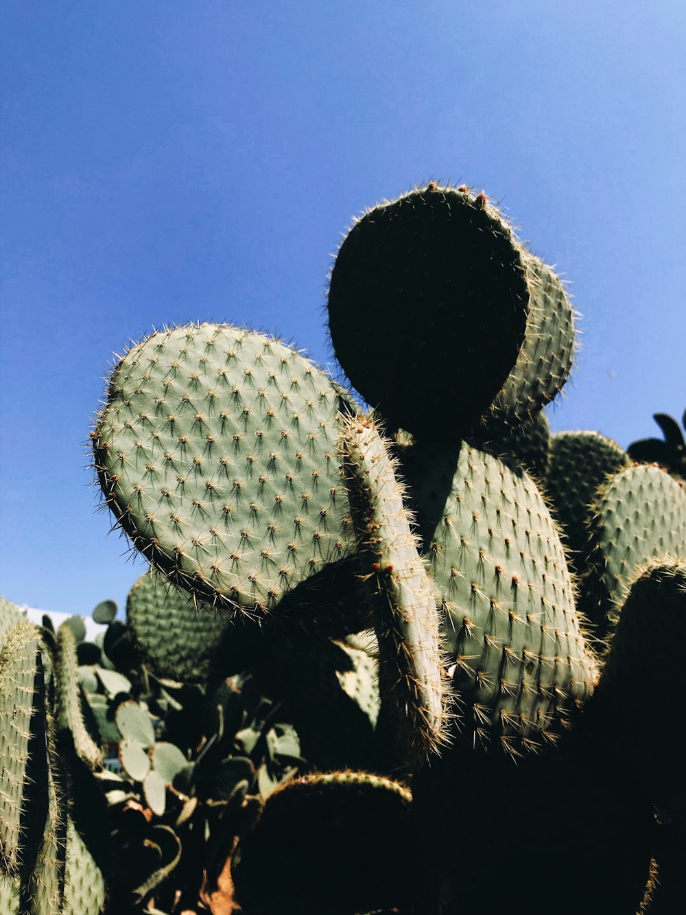 cactus verde bajo el cielo azul durante el día