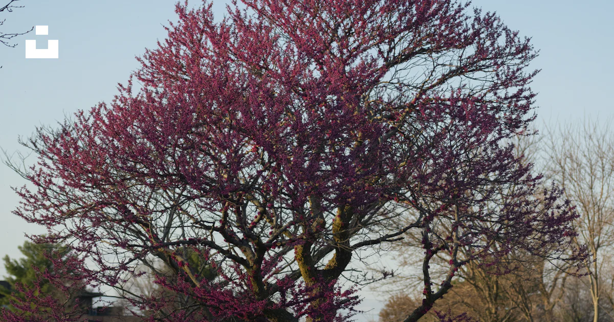 Red leaf tree near body of water during daytime photo – Free Heritage ...