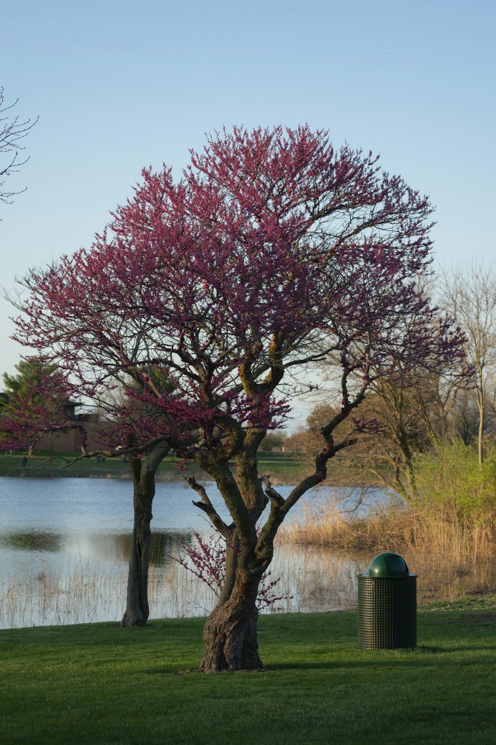 red leaf tree near body of water during daytime