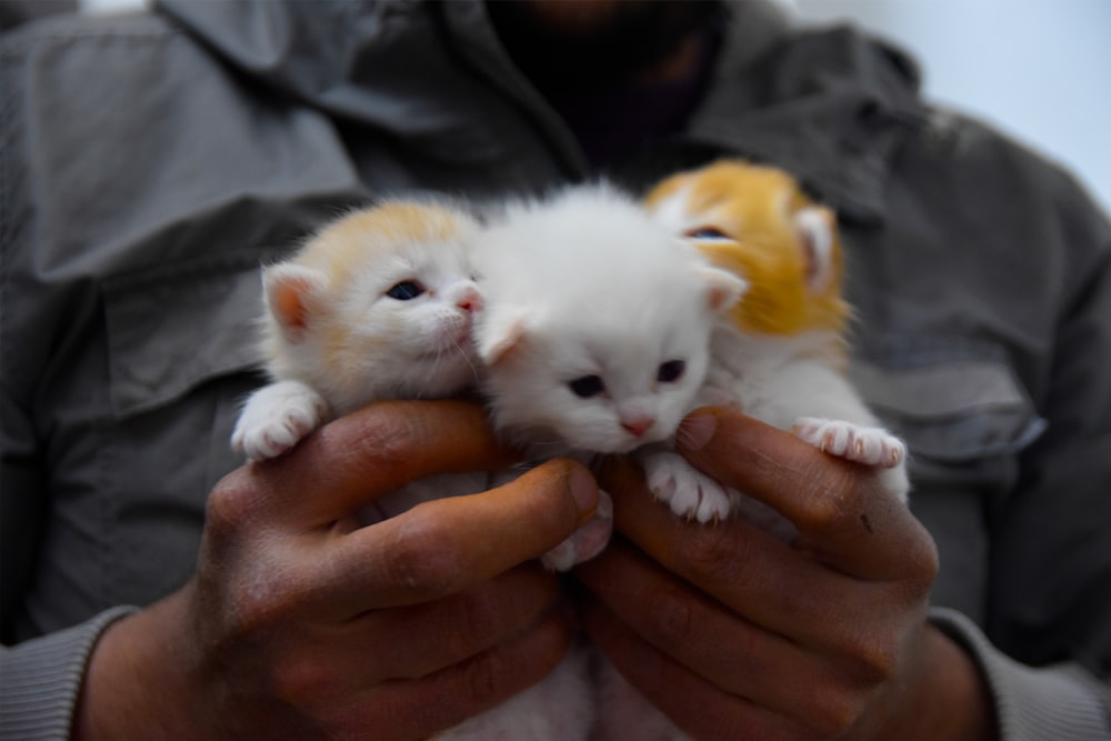 person holding white kitten during daytime
