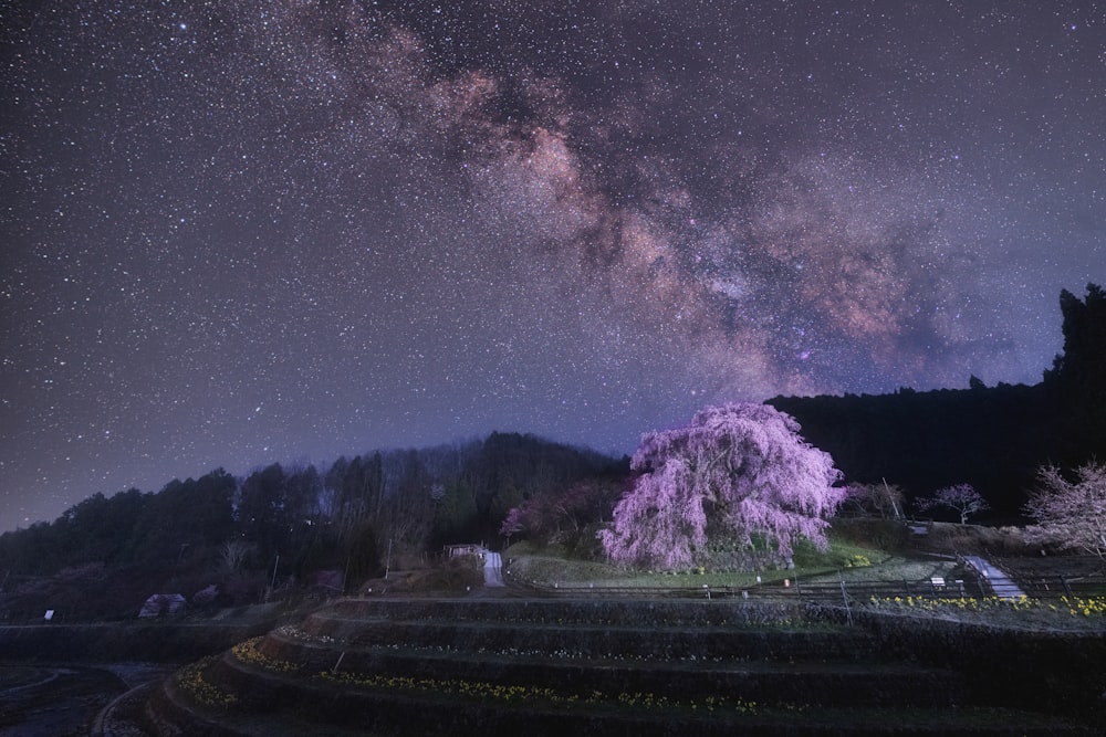 purple leaf tree near green grass field under starry night