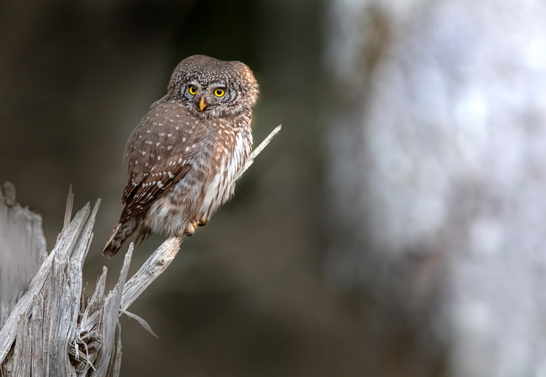 brown owl perched on white stick