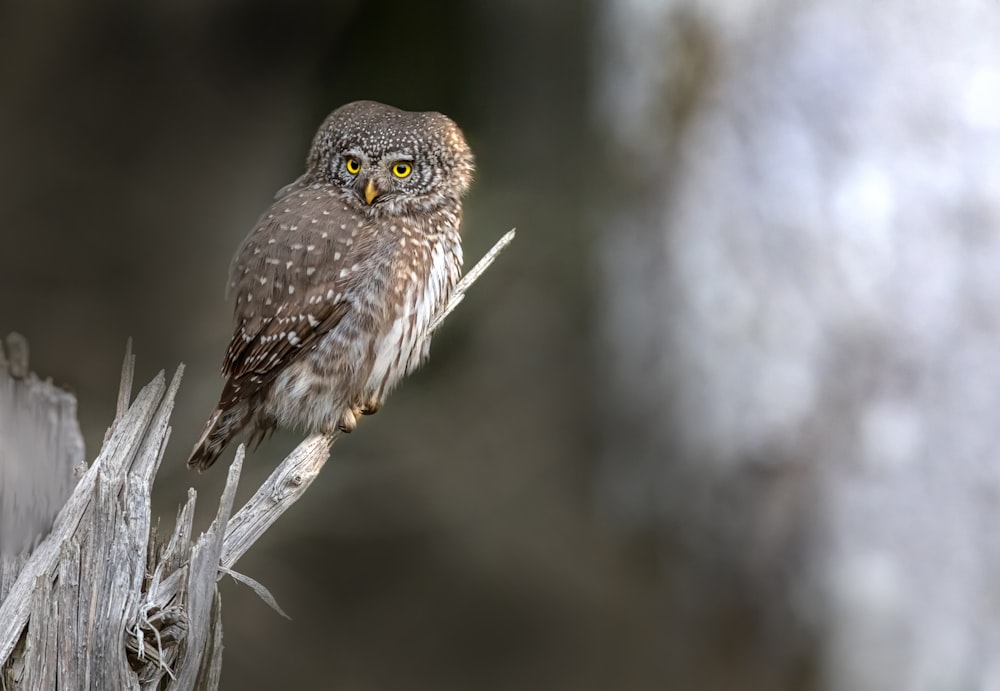 brown owl perched on white stick