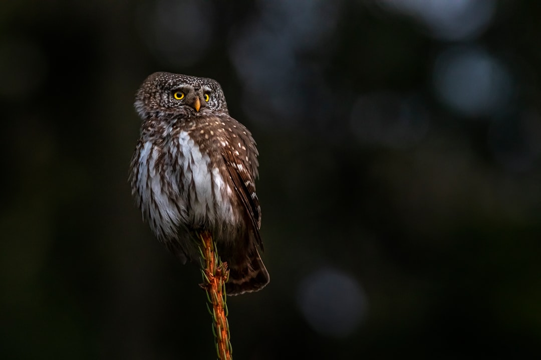 brown and white owl on brown stick