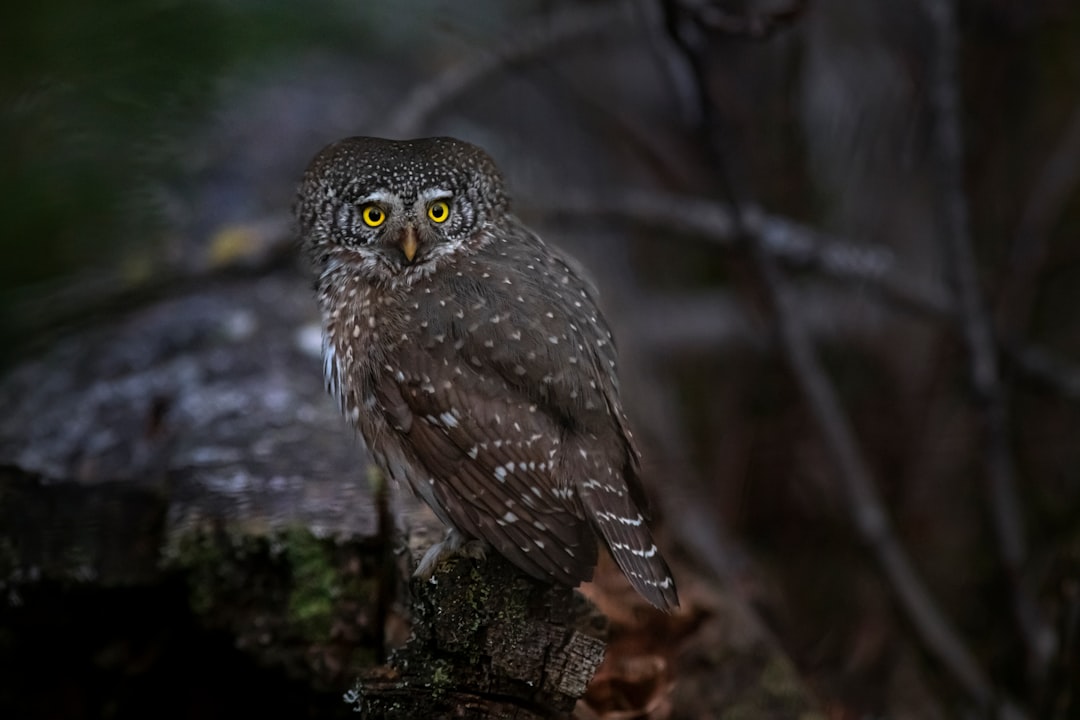 brown owl perched on tree branch