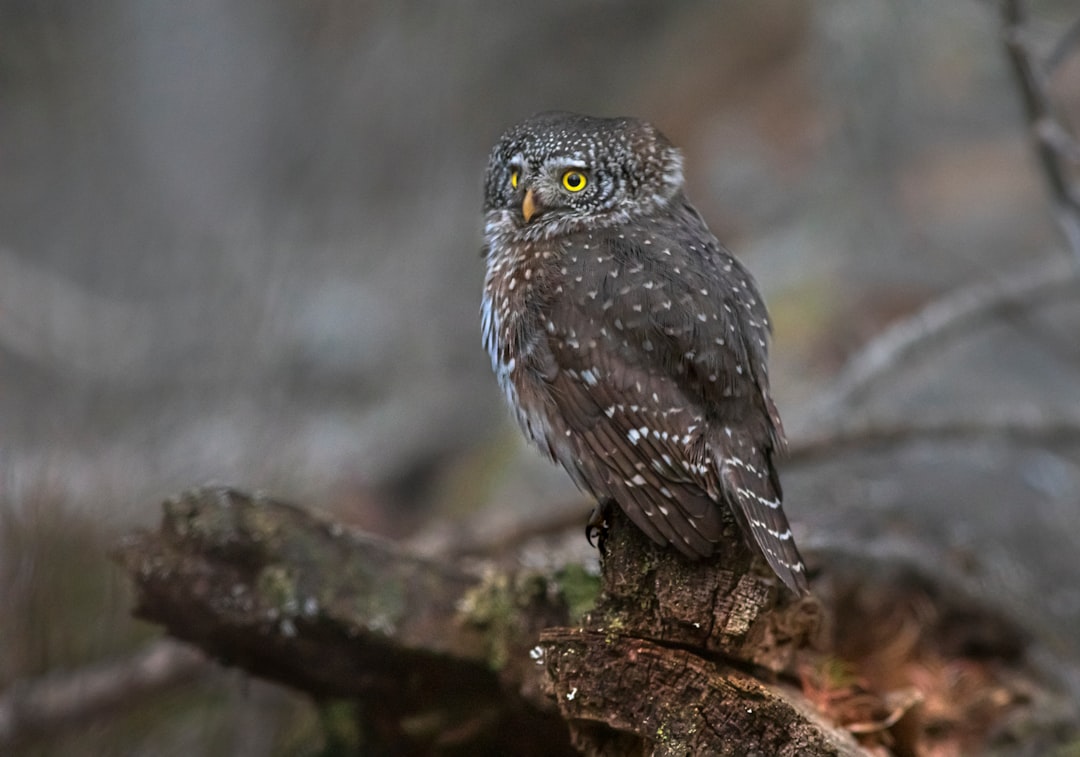 gray and white owl on tree branch