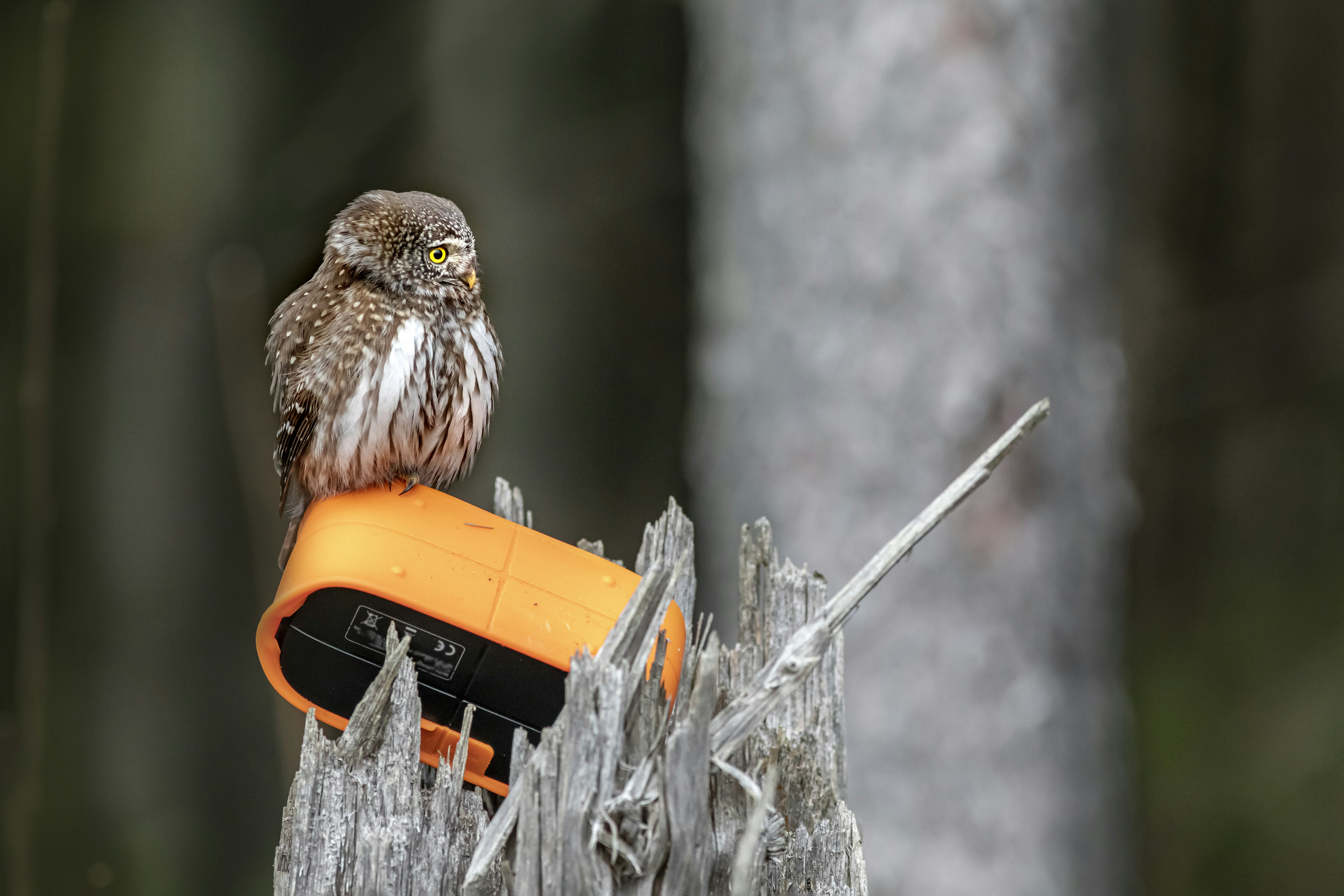 brown and white owl on orange plastic container
