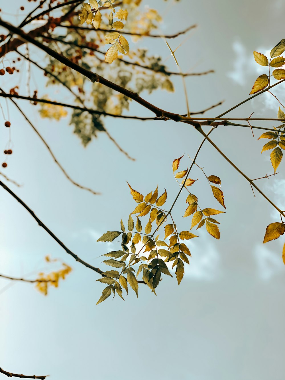 green leaves in tilt shift lens