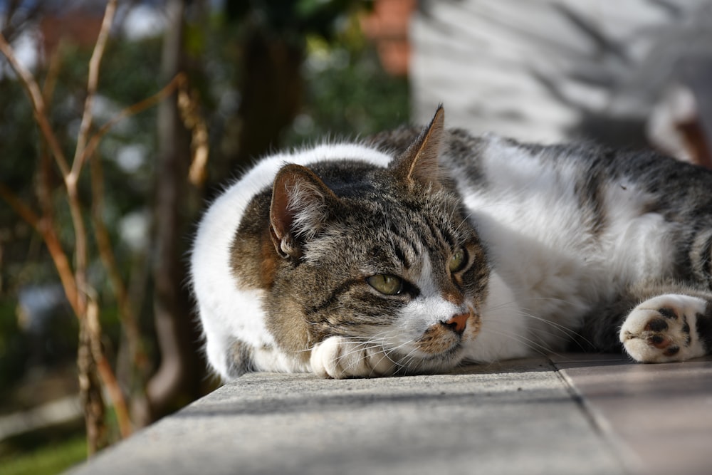 white and brown cat lying on concrete surface