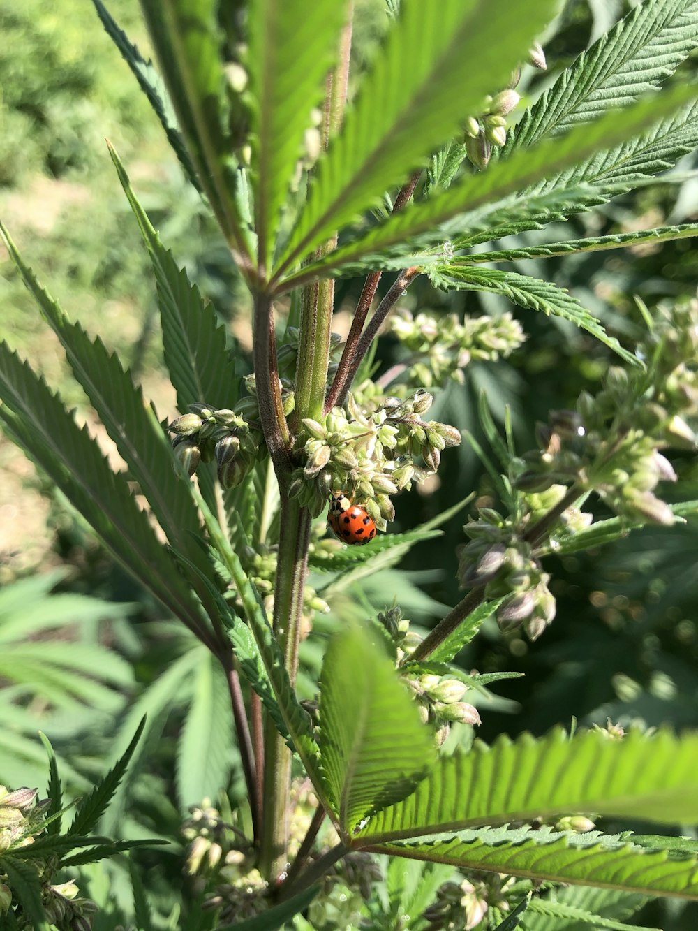 red and black ladybug on green plant during daytime