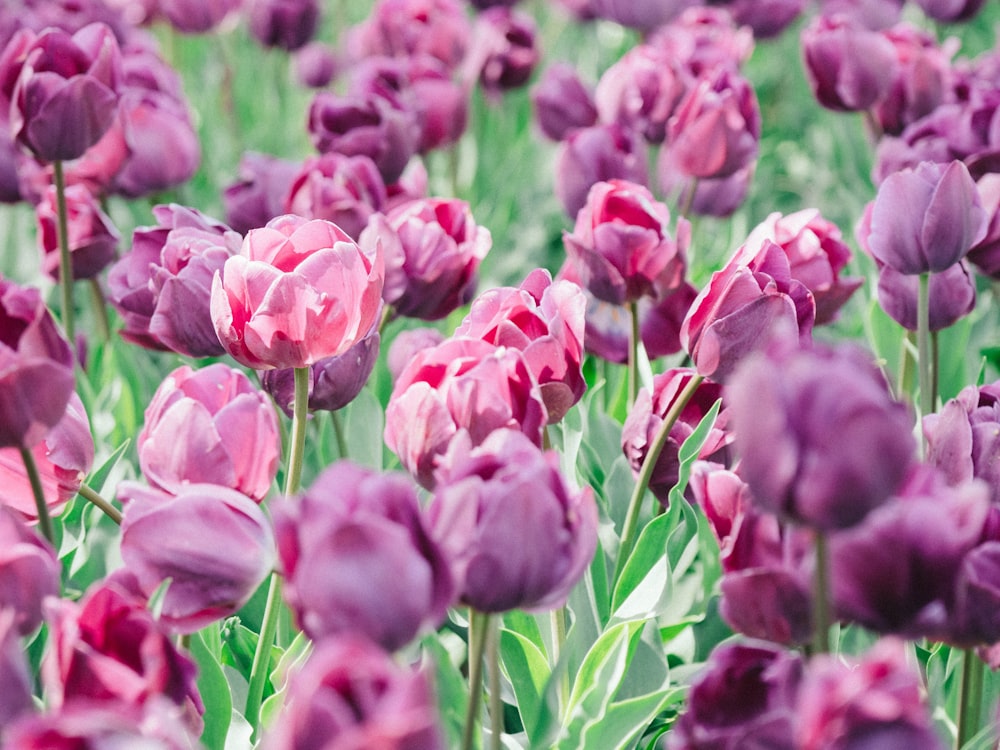 pink flowers in tilt shift lens