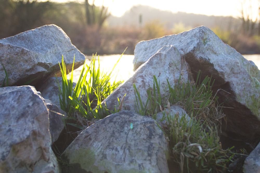 gray rock near green grass during daytime