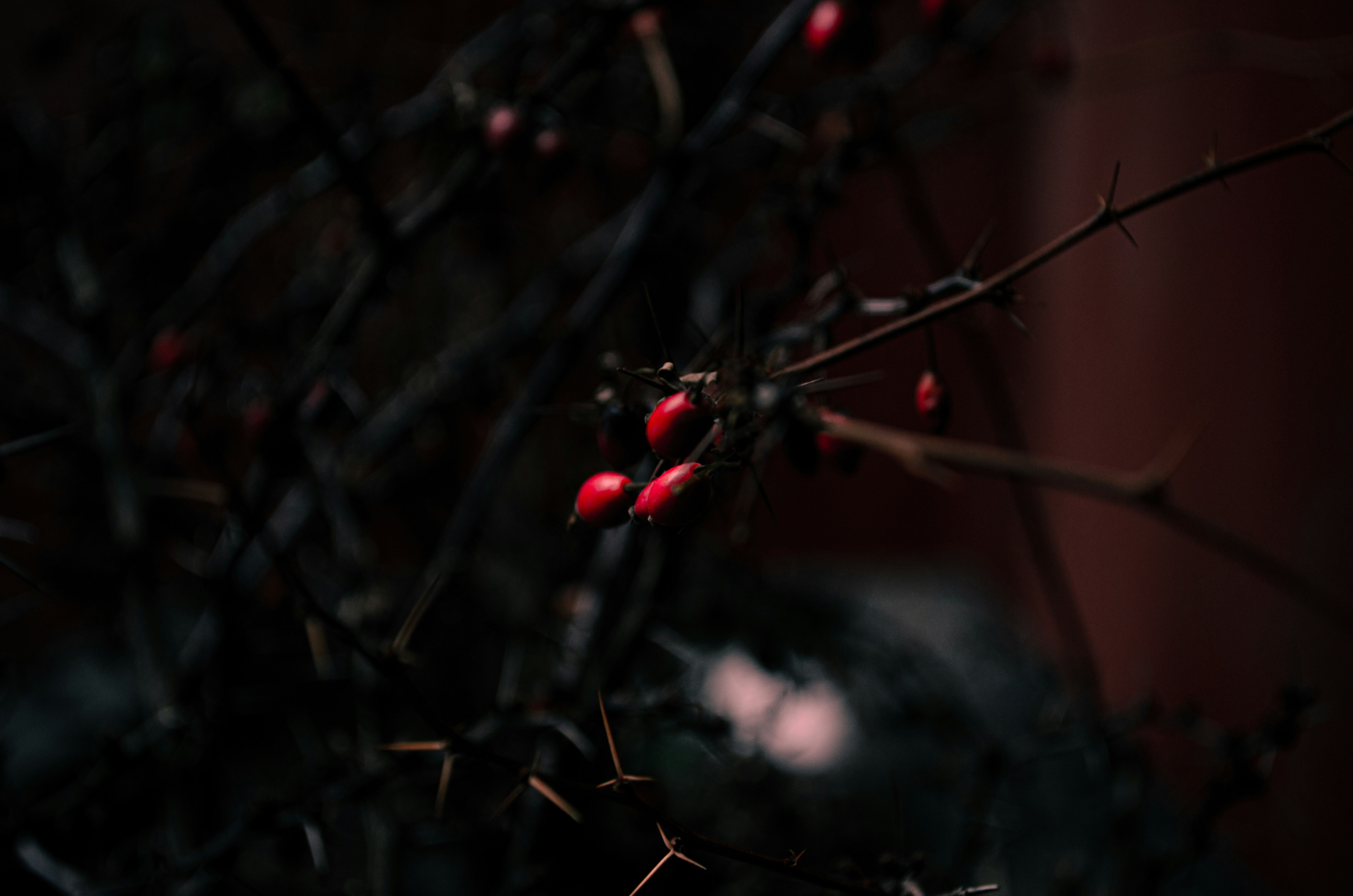 Photo by rozoviesloniki