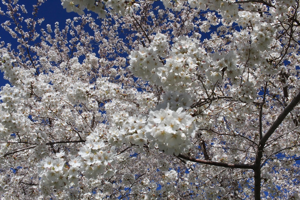flor de cerejeira branca sob o céu azul durante o dia