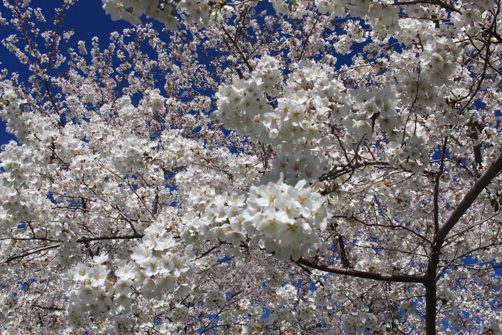 昼間の青空に映える白桜