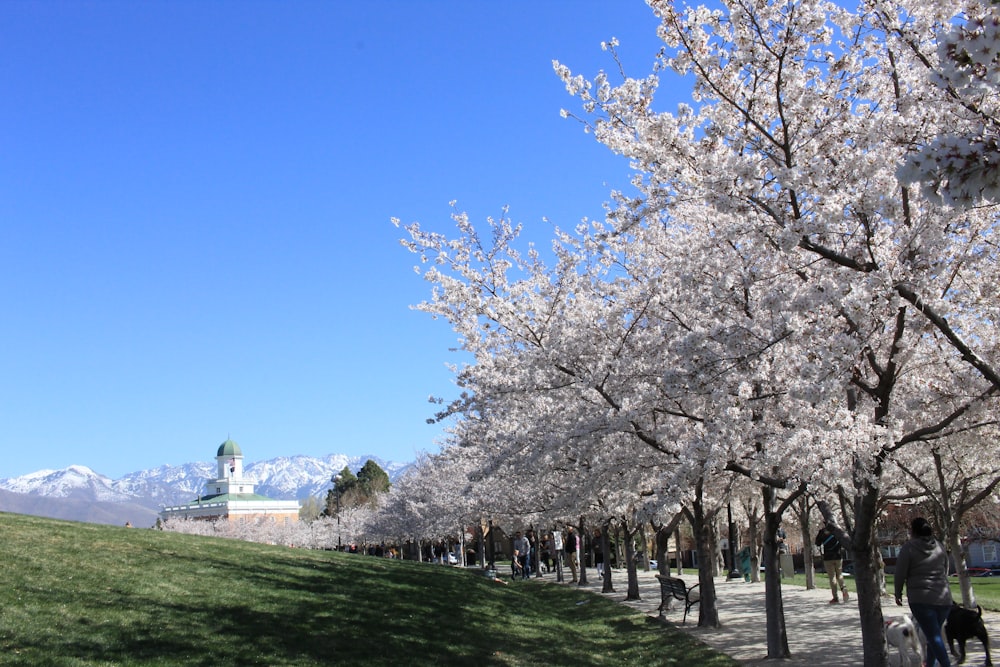 Weiße Kirschblütenbäume auf grünem Grasfeld unter blauem Himmel tagsüber