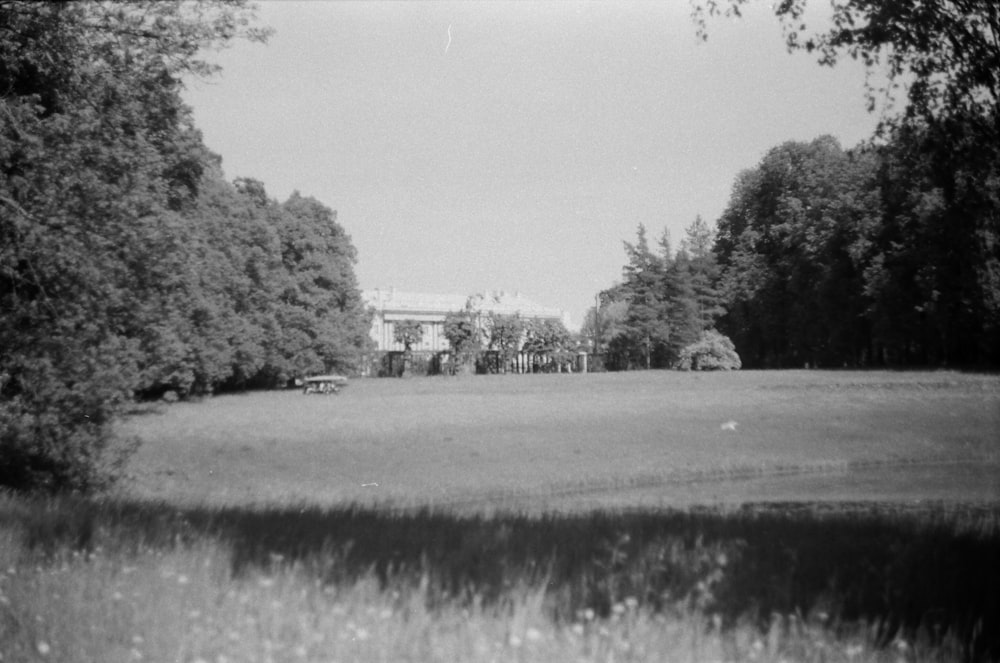 grayscale photo of trees and grass