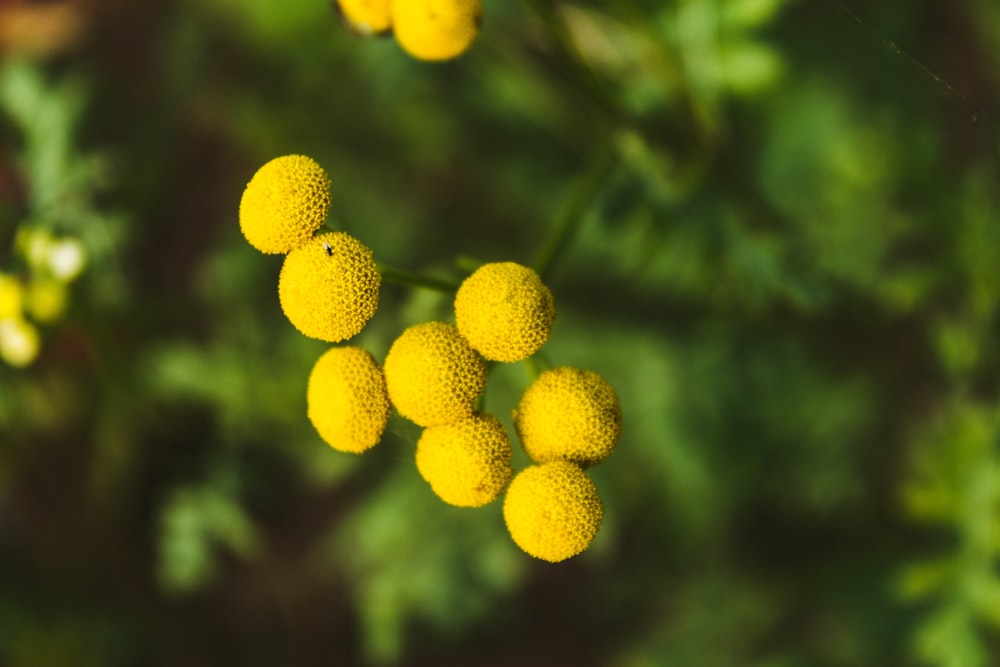 yellow fruits in tilt shift lens