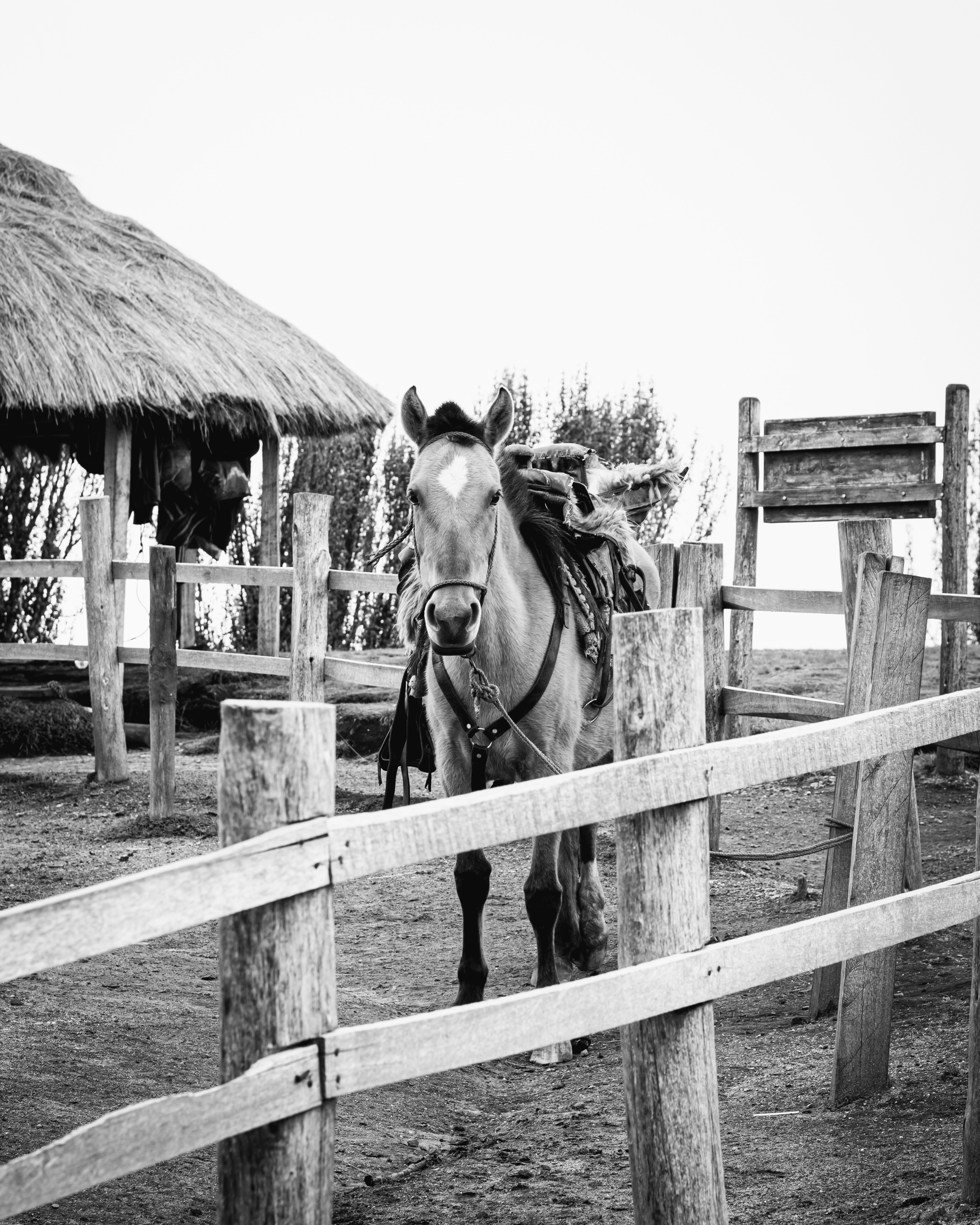 grayscale photo of 2 horses on wooden fence