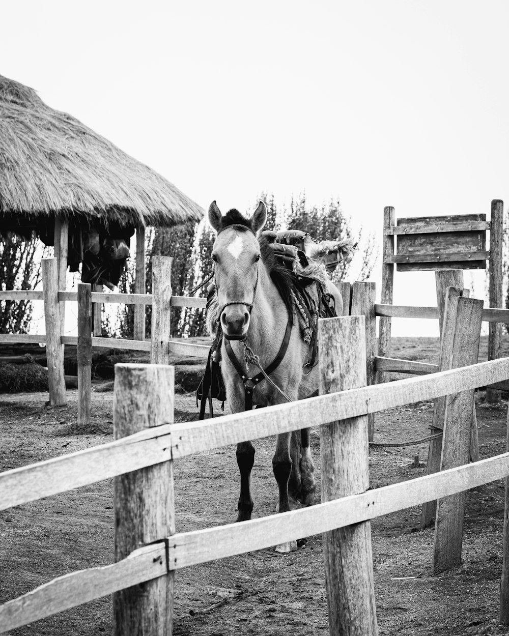 Foto en escala de grises de 2 caballos en una valla de madera
