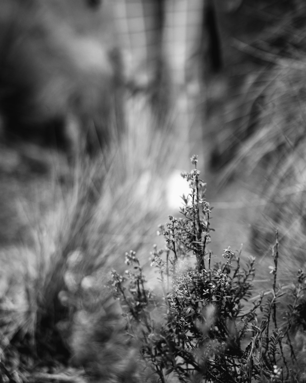 grayscale photo of grass during daytime