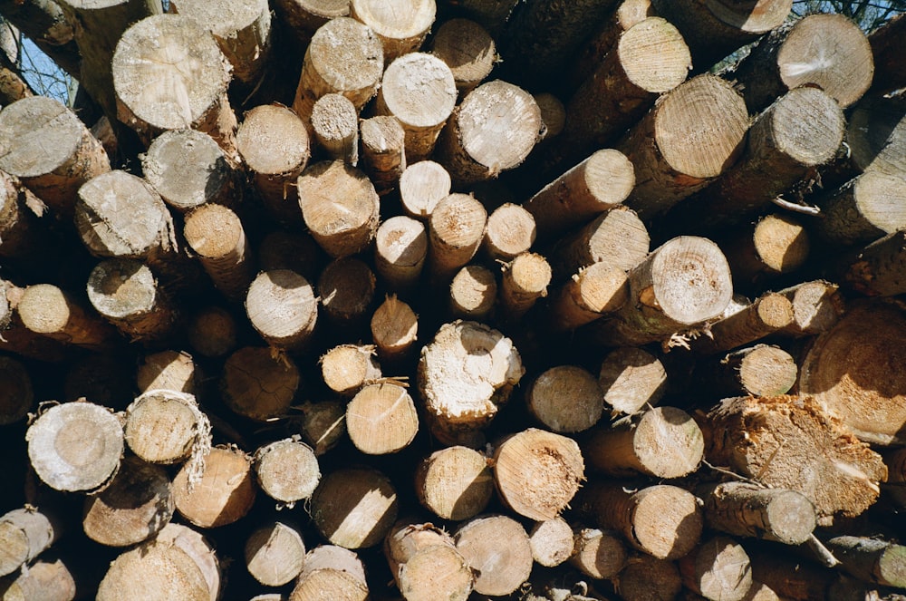 brown and gray wood logs