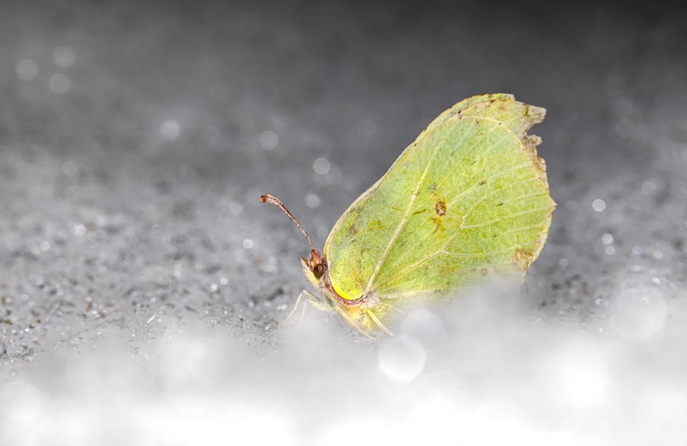 a yellow butterfly sitting on top of a wet ground