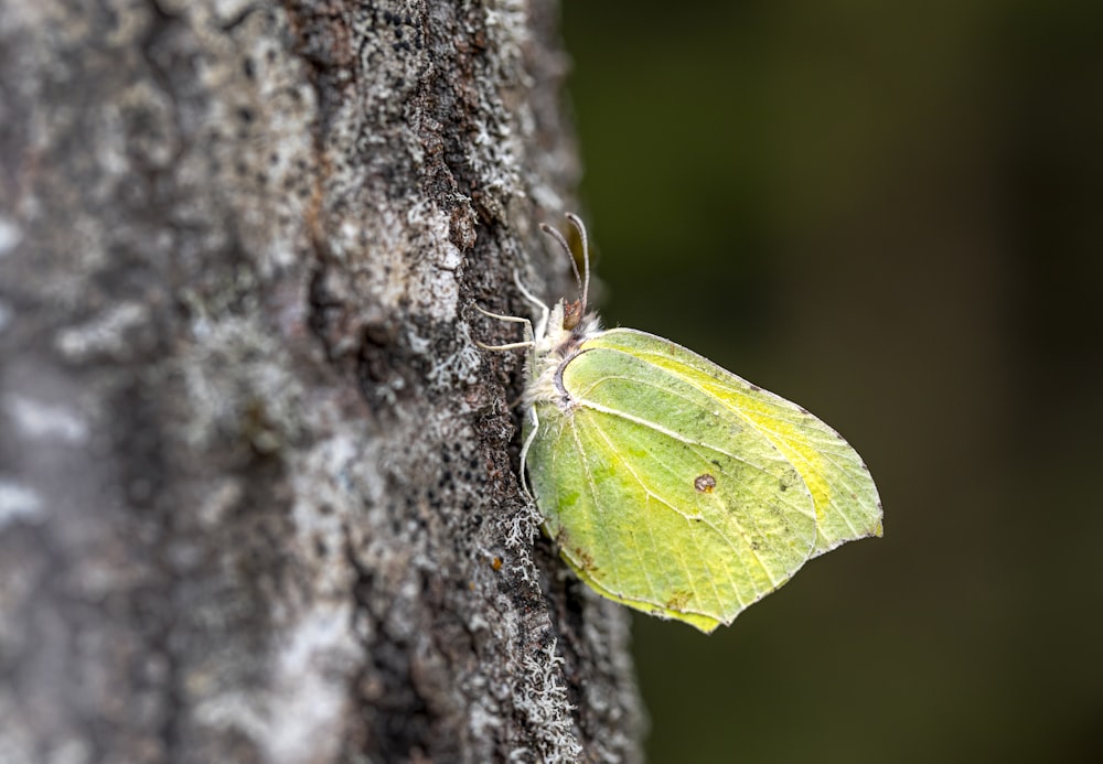 a small yellow butterfly resting on a tree