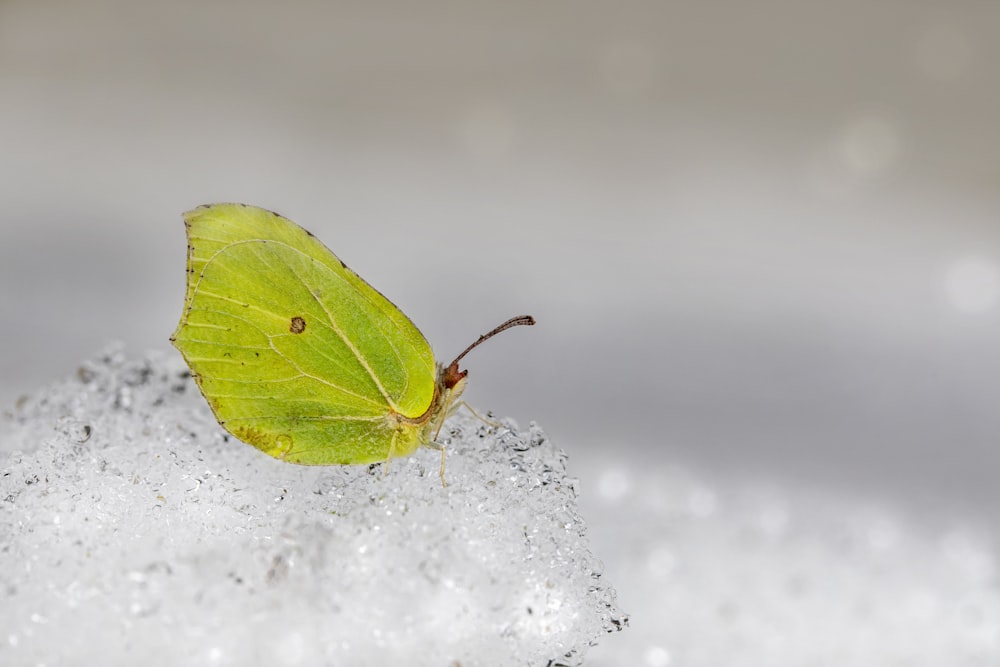 mariposa verde sobre nieve blanca