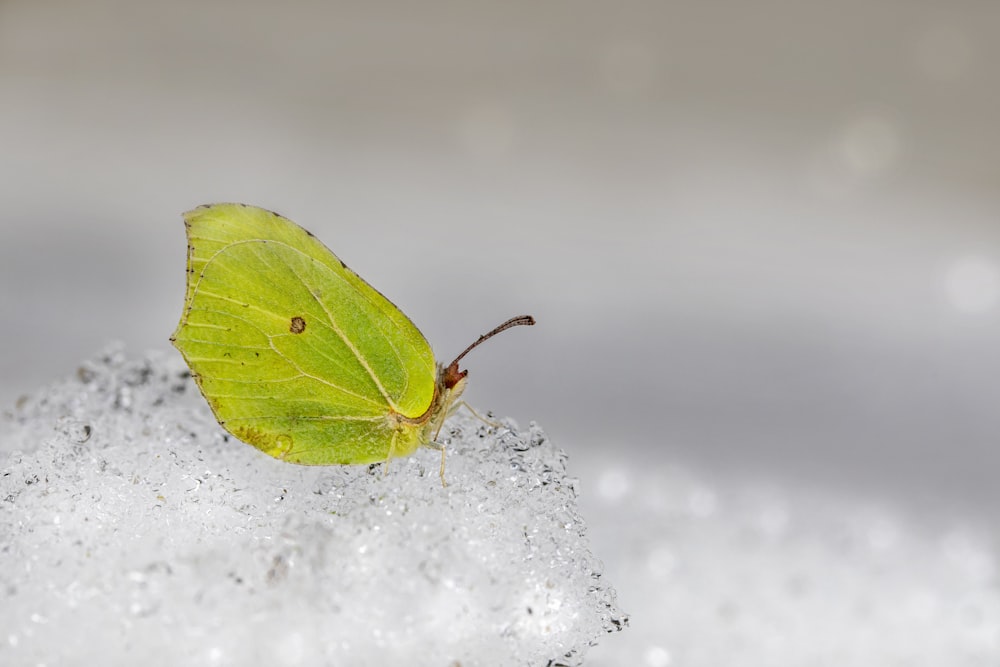 borboleta verde na neve branca