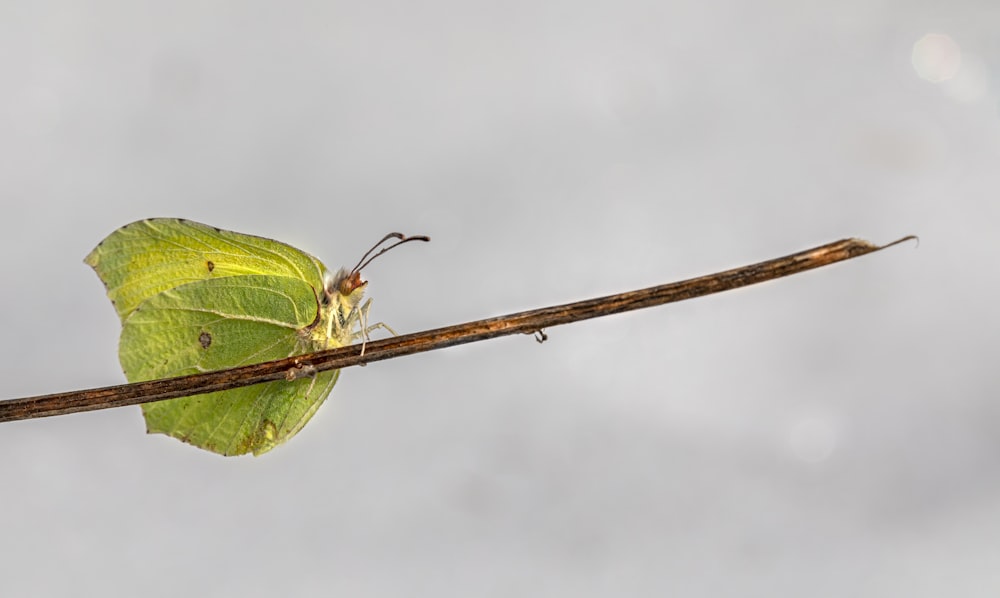 green butterfly perched on brown stick in close up photography during daytime