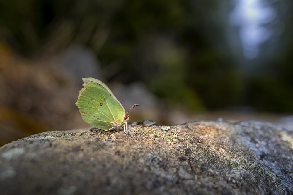 a small yellow butterfly sitting on top of a rock