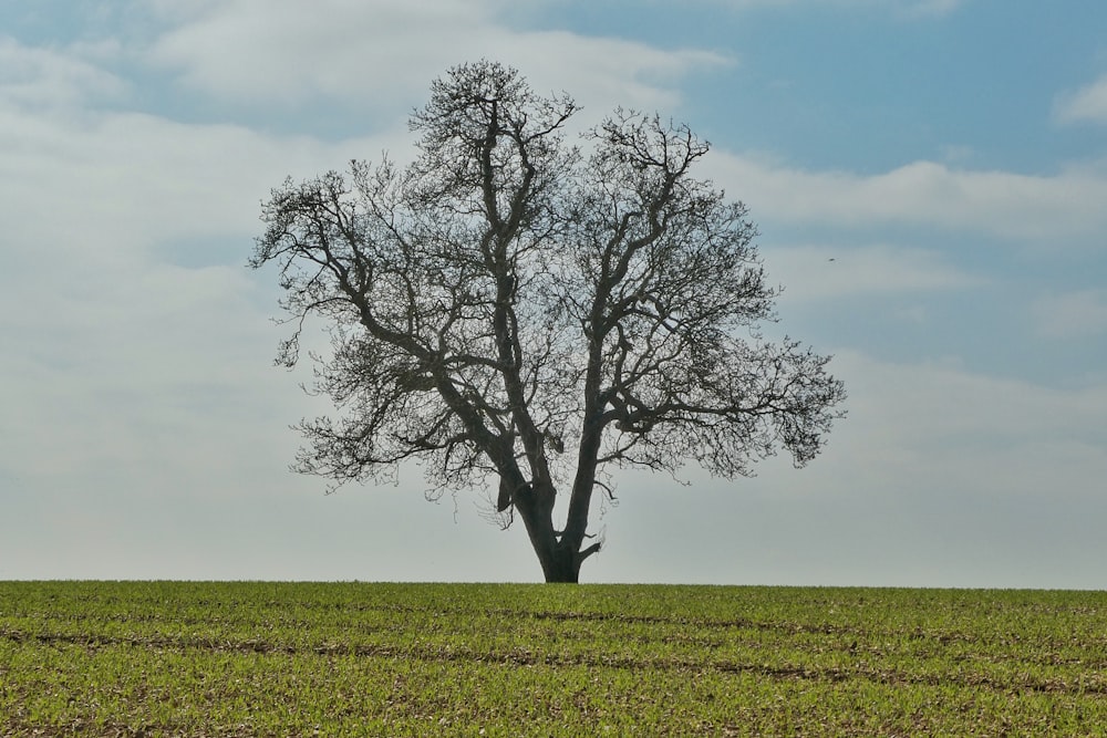 Blattloser Baum auf grünem Grasfeld tagsüber