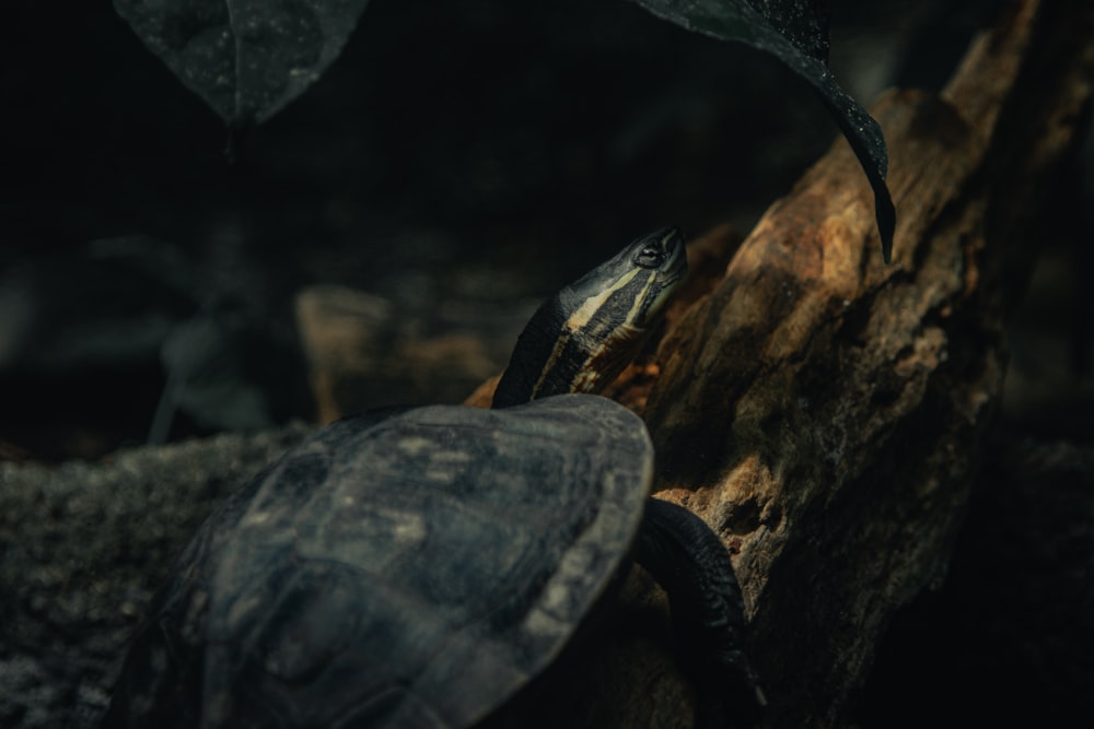 black and yellow turtle on brown rock