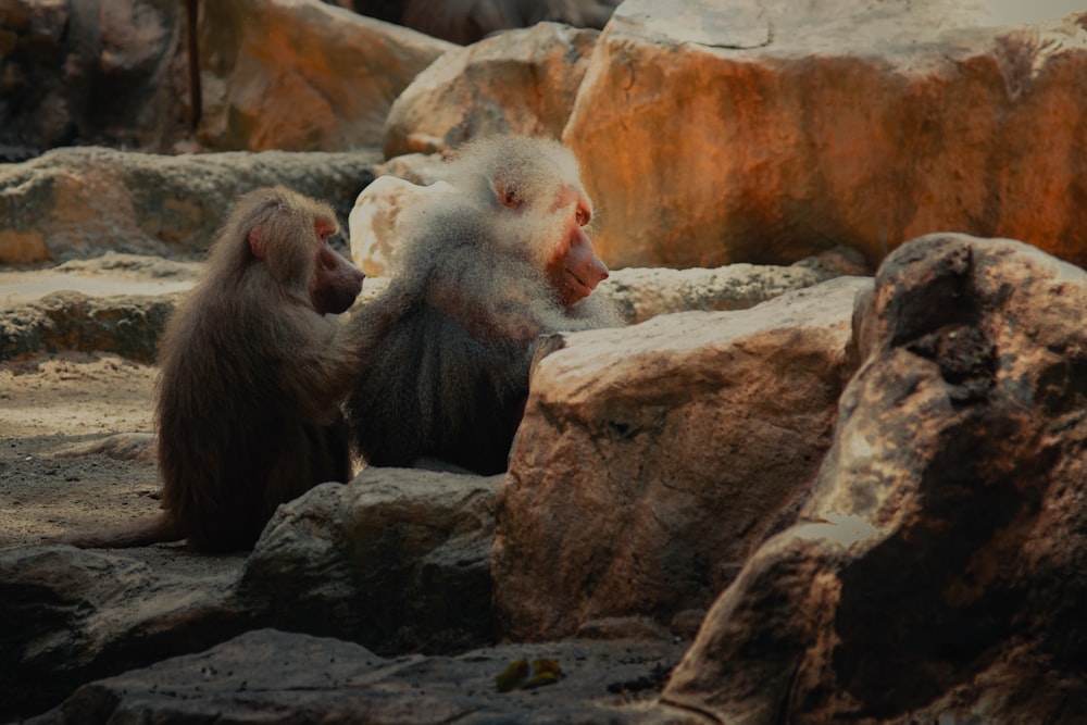 three monkeys on rocky ground during daytime