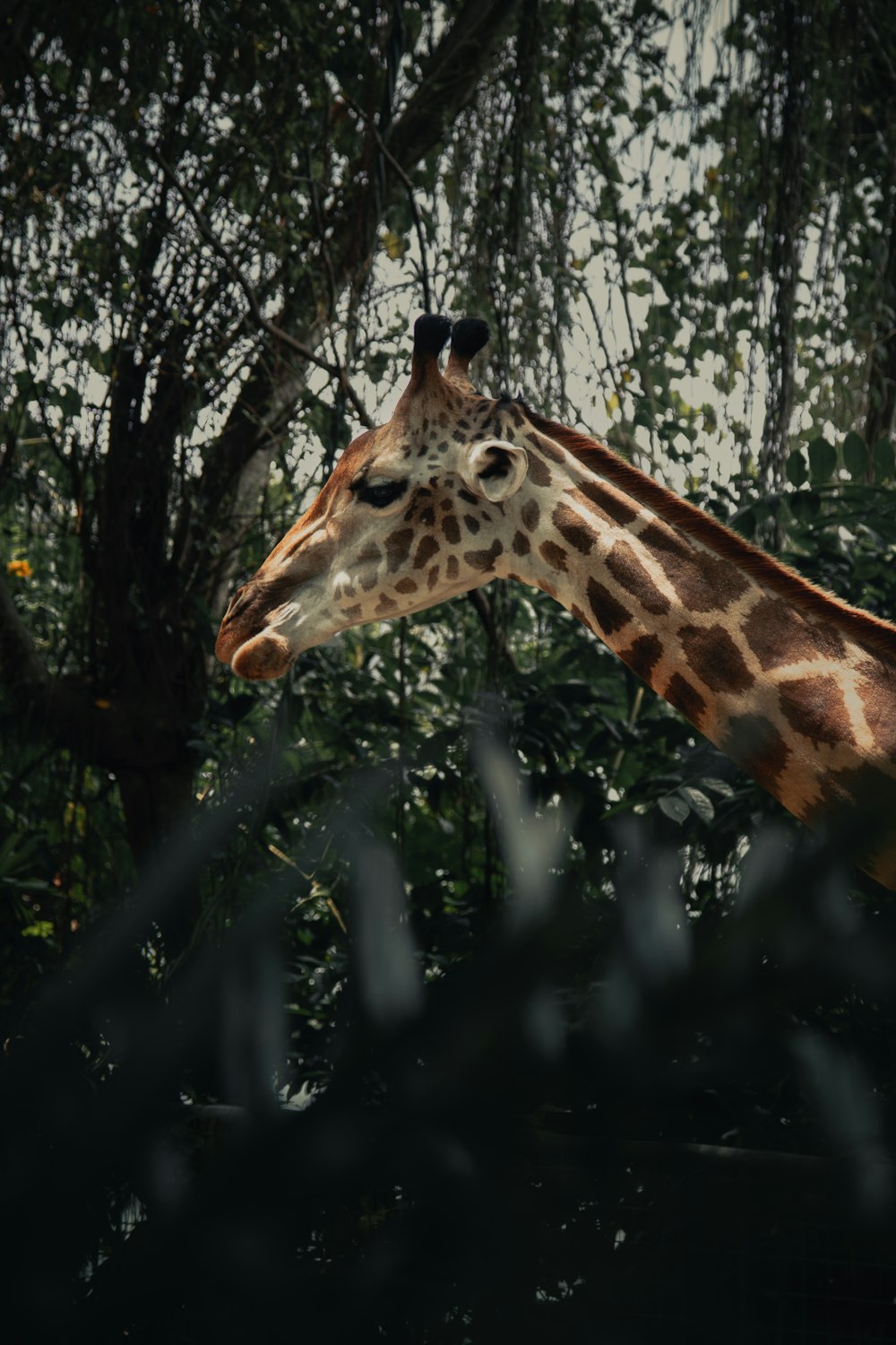 brown giraffe in forest during daytime
